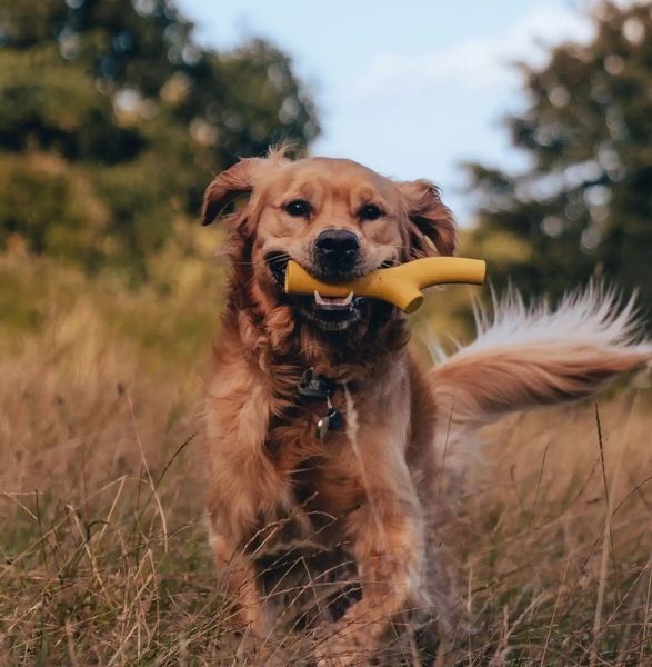 Игрушка с отверстием для лакомства для собак Beco Pets Super Stick Оранжевый 10504 фото
