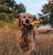 Игрушка с отверстием для лакомства для собак Beco Pets Super Stick Оранжевый 10504 фото 4