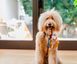 Игрушка для собак Canine Commute Collection - San Pup-cisco Cable Car Pet Play 10949 фото 3