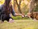 Іграшка для собак Chippy and Cheeks the Chipmunks Forest Friends Pet Play 12409 фото 4