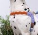 ШЛЕЯ ДЛЯ СОБАК Maogoublue - Moroccan Dusk ADJUSTABLE HARNESS B1455 фото 3