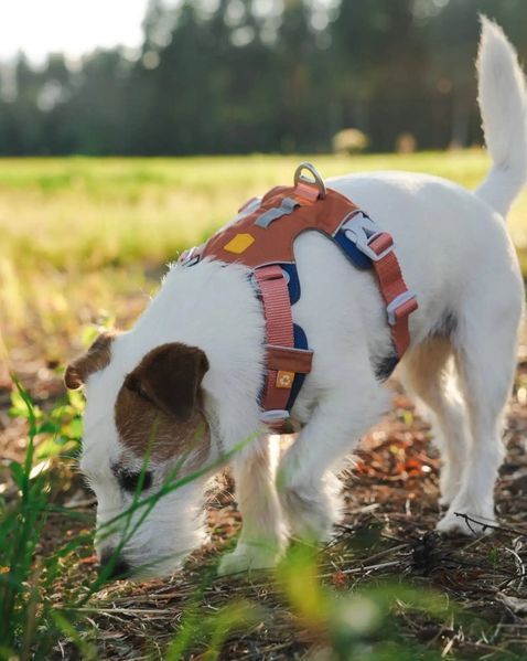 Шлейка для собак Woolly Wolf Alpha 360 Harness Golden Hour Mix