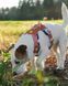 Шлейка для собак Woolly Wolf Alpha 360 Harness Golden Hour Mix
