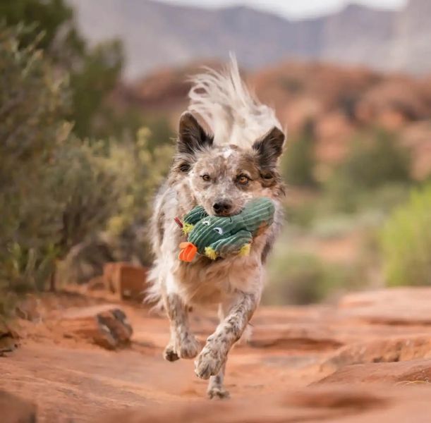 Іграшка для собак Blooming Buddies Collection - Prickly Pup Cactus Pet Play 12249 фото