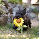 Игрушка для собак Blooming Buddies Collection - Sassy Sunflower Pet Play 12252 фото 3