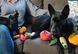 Іграшка для собак Garden Fresh Toy - Apple Pet Play 12449 фото 3