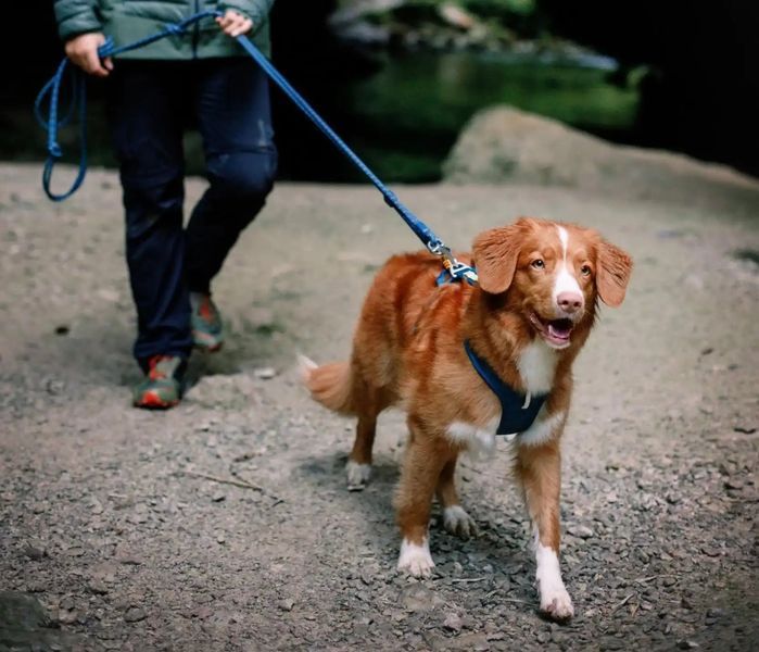 Шлейка для собак Woolly Wolf Roam Harness Deep Teal