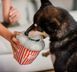 Игрушка для собак Hollywoof Cinema Collection - Poppin' Pupcorn Pet Play 12377 фото 3