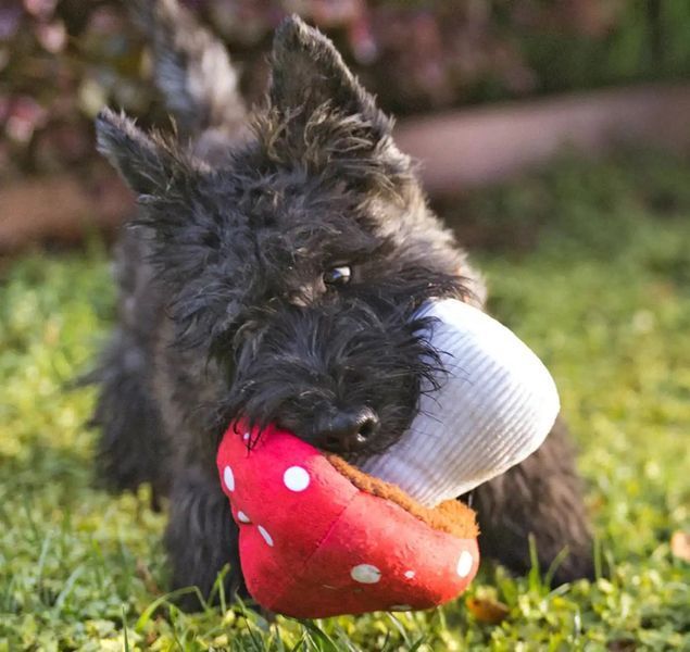 Игрушка для собак Blooming Buddies Collection - Mutt Mushroom Pet Play 12255 фото