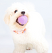 Игрушка мячик для собак Maogoublue Taro Snow B1406 фото 2