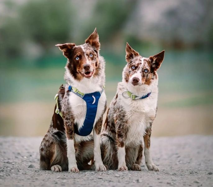 Шлейка для собак Woolly Wolf Alpha 360 Harness Deep Teal Mix