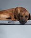 Матрас для собак Охолоджуючий - Ортопедичний Cooling Orthopedic Mattress Grey Paikka 10223 фото 4