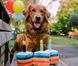 Іграшка для собак Party Time Collection - Cake Pet Play 12476 фото 4