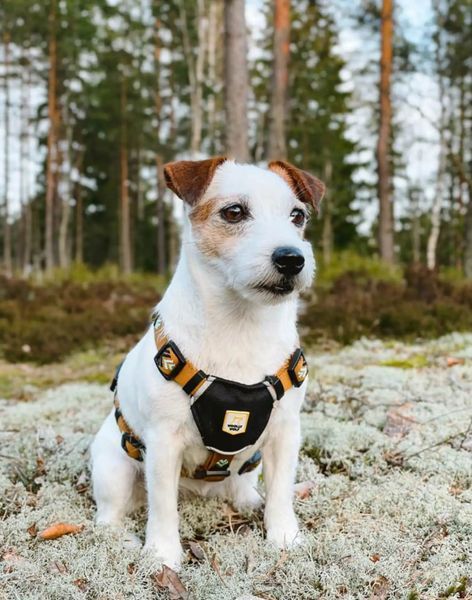 Шлея для собак Woolly Wolf Sea to Summit Harness