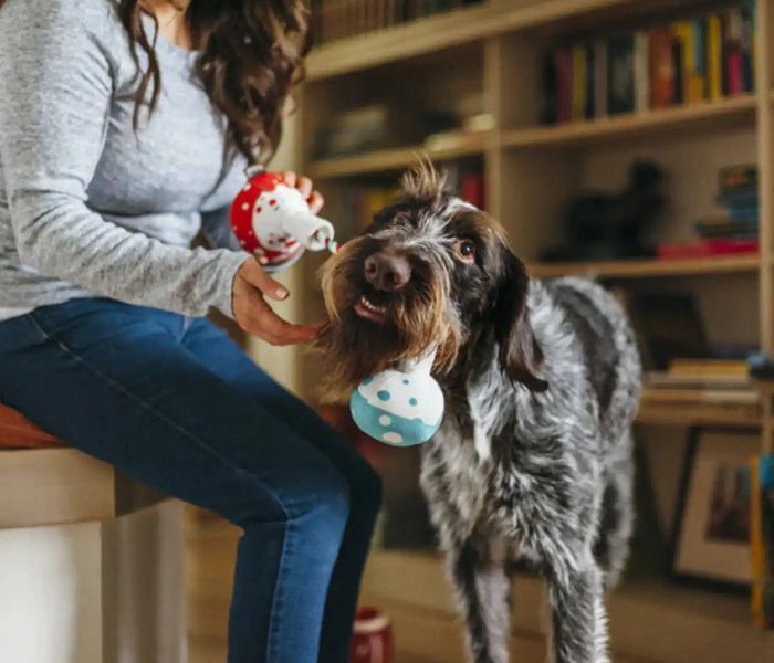 Іграшка для собак BackToSchool Collection - Beakers Pet Play 12308 фото