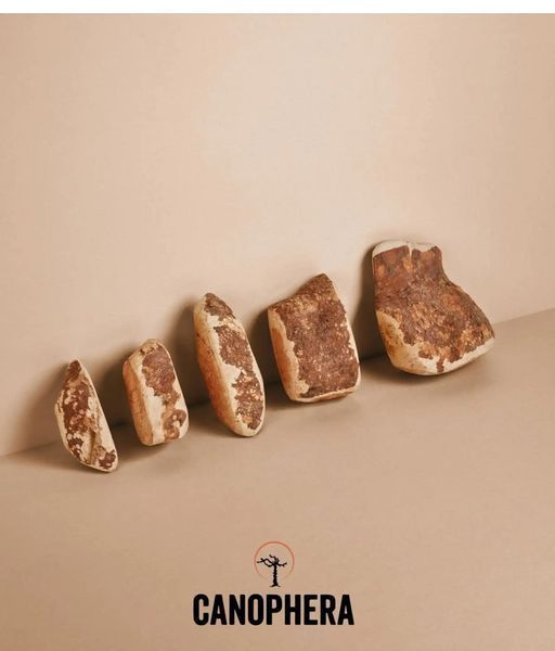 Корінь вересу Canophera для собак 10909 фото