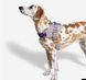 Шлея для собак Zee.Dog - ACG FlyHarness 12622 фото 5