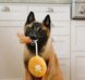 Іграшка для собак Burking Brunch Collection - Chicken & Woofles Pet Play 12486 фото 4