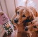 Печиво для собак Beco Pets Кеш'ю з гарбузовим насінням і морквою 70 г (рослинний білок) 10457 фото 4