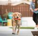Игрушка для собак American Classic - Hot Dog Pet Play 12494 фото 3