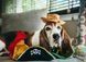 Капелюх для собак Mutt Hatter - Pirate Pet Play 12343 фото 4