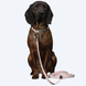 Повідець для собак Paikka Glow Leash Pink 180 см 8465 фото 3