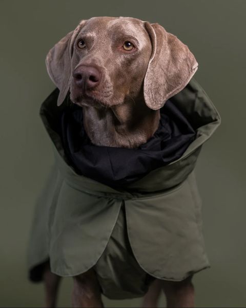 Тёплая попона для собак Paikka Winter Jacket Green