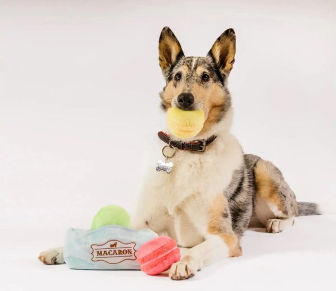 Іграшка для собак Pup Cup Cafe - Mutt-a-rons Pet Play 12174 фото
