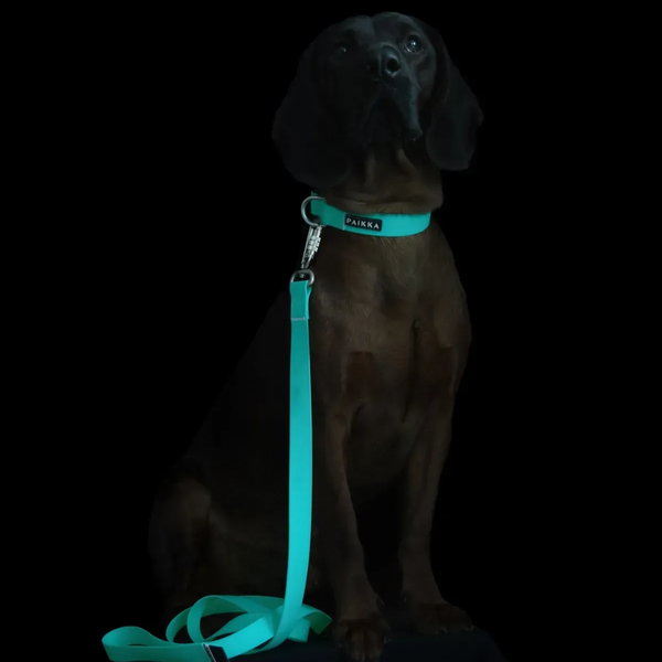 Поводок для собак Paikka Glow Leash Aqua 180 см 8469 фото