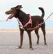 Шлея для собак Zee.Dog - CANYON SOFTER WALK HARNESS 12589 фото 2