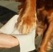 Влажные салфетки биоразлагаемые бамбуковые Beco Pets с ароматом кокоса 20 шт. 10530 фото 2