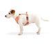 Шлейка для собак Woolly Wolf Roam Harness Salmon Pink