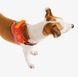 Шлея для собак Zee.Dog - Gazelle FlyHarness 11063 фото 2